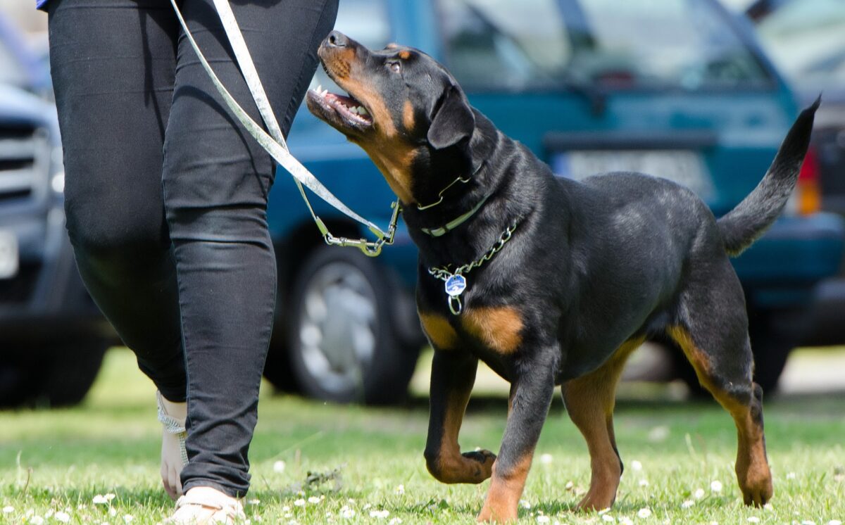 Die perfekte Hundeschule in der Nähe.