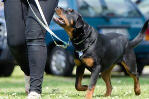 Die perfekte Hundeschule in der Nähe.